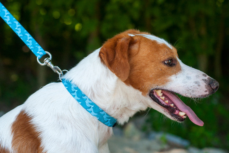 Lizzy Leash