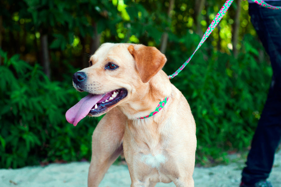 Magali Leash