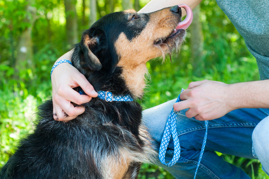 Mariza Leash 
