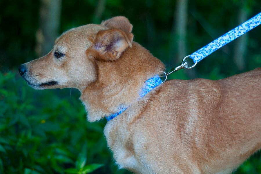 Guell Collar