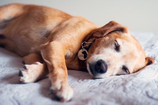 A medalha de identificação BFF, com recorte de cabeça de cão, garante a segurança do seu animal de estimação. Texto personalizável (nome e número). Opção para gravar nos 2 lados da placa. Gravação a laser (dura para sempre). Chapa anti-ferrugem (resistente, anti-oxidável). Aço inox escovado. Feita em Portugal