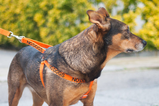 Peitoral No Dogs - ÚLTIMAS UNIDADES