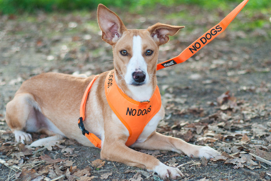 No Dogs Soft Harness