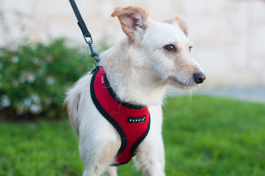 Puppia Soft Harness  - several Colors