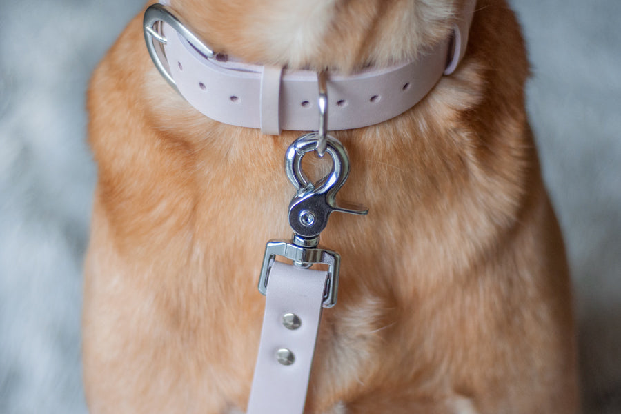 Champagne Leash