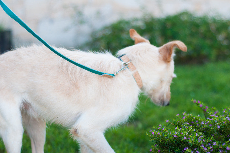 Baco Leash