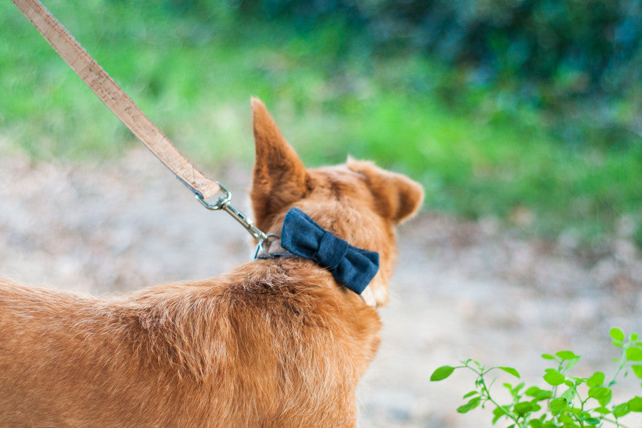 Baco Leash